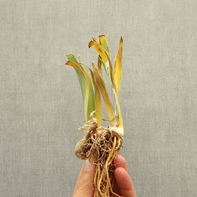Example of Iris germanica Dipped in Dots - Grand Iris des Jardins Rhizome as you get in hiver