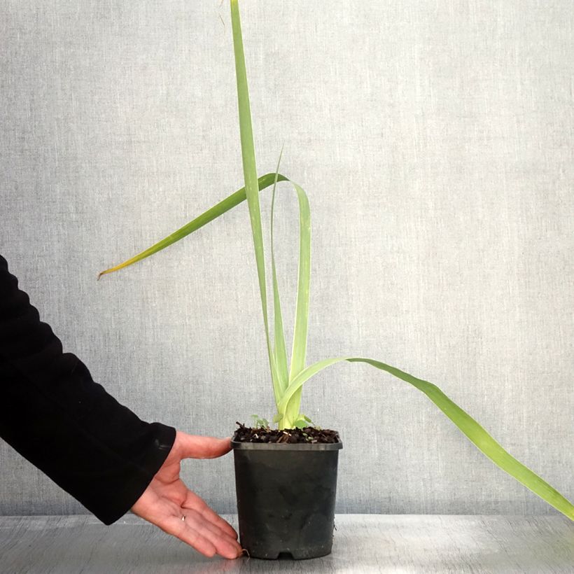 Example of Iris germanica English cottage - Iris des jardins remontant Pot de 1,5L/2L as you get in automne