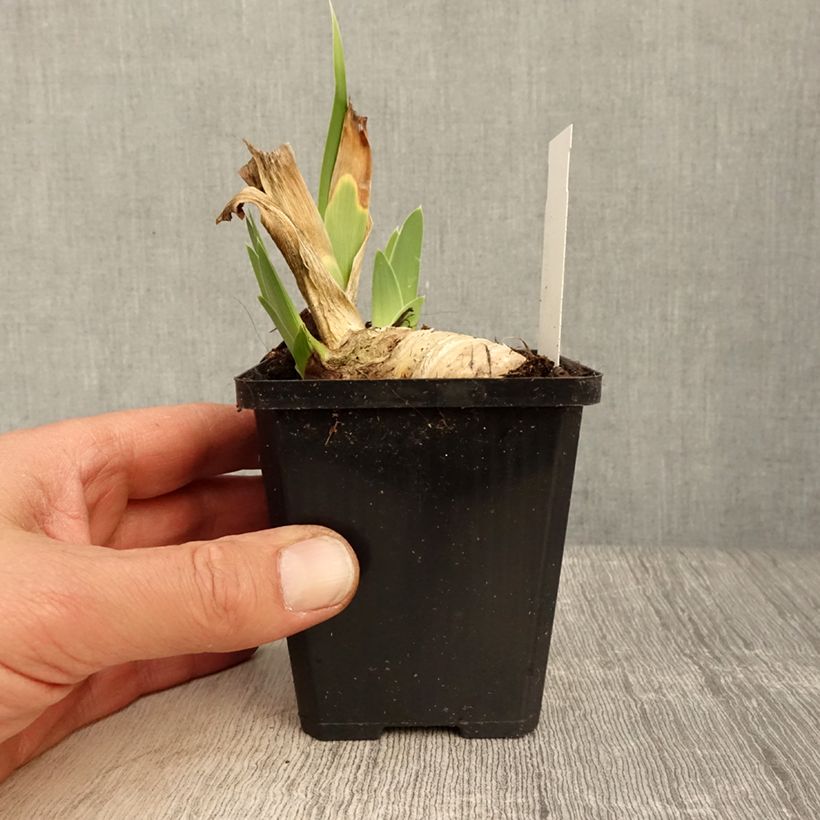 Example of Iris germanica Friendly Seas - Iris des Jardins Godet de 8/9 cm as you get in printemps