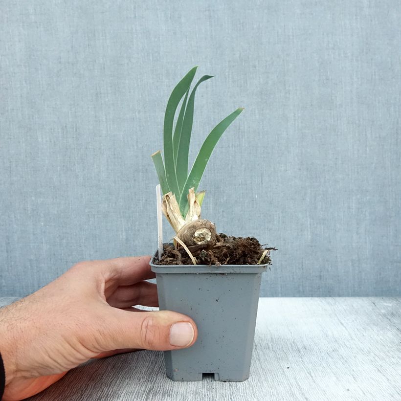 Example of Iris germanica Frison-Roche - Grand Iris des Jardins Godet de 8/9 cm as you get in automne