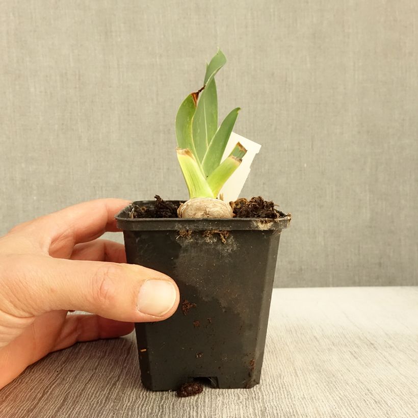 Example of Iris germanica High Stakes - Iris des Jardins Godet de 8/9 cm as you get in automne