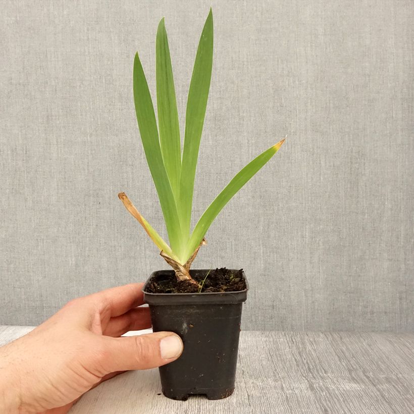 Example of Iris germanica Hissy Fit - Iris des Jardins intermédiaire Godet de 8/9 cm as you get in printemps