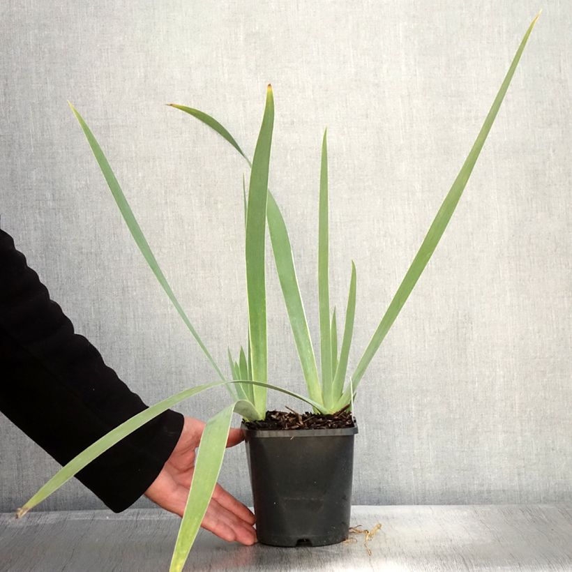 Example of Iris germanica Immortality - Iris des Jardins Pot de 1,5L/2L as you get in automne