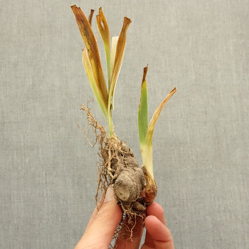 Example of Iris germanica Louisa's Song - Grand Iris des Jardins Rhizome as you get in hiver