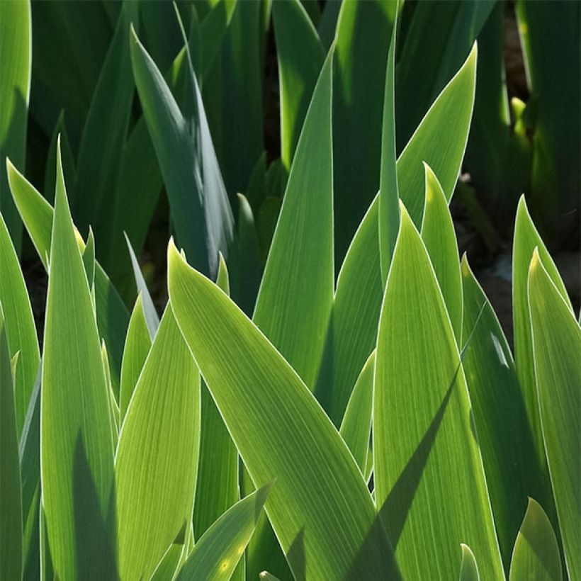Iris germanica Mariposa Autumn - Iris des jardins remontant. (Foliage)