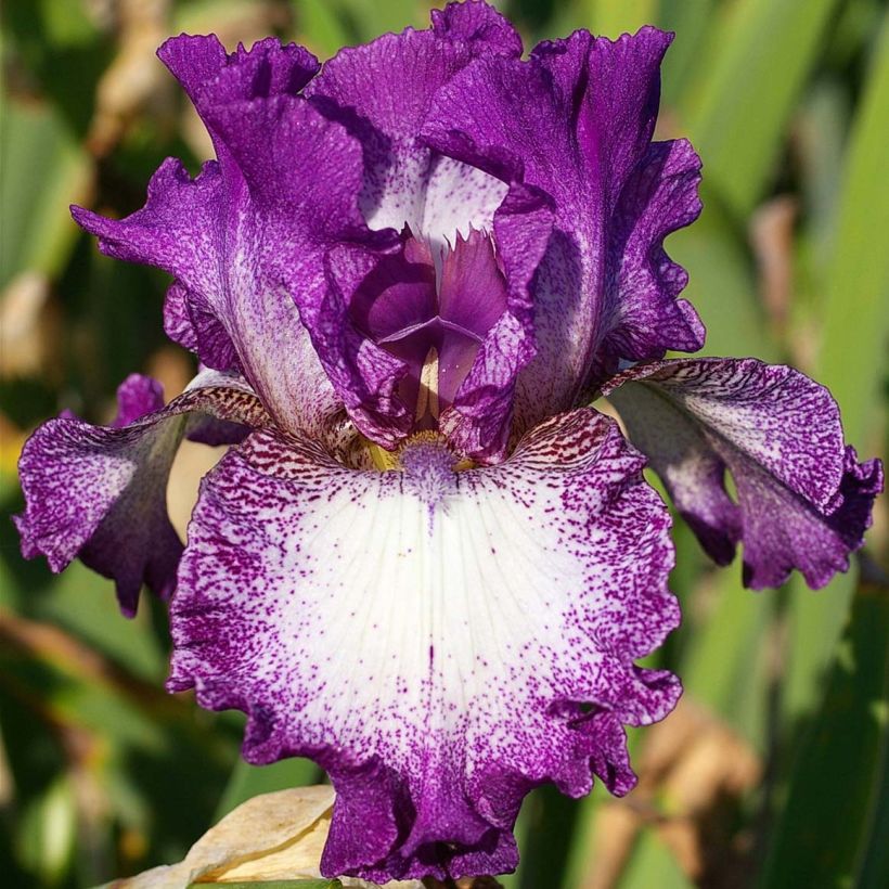 Iris germanica Mariposa Autumn - Iris des jardins remontant. (Flowering)