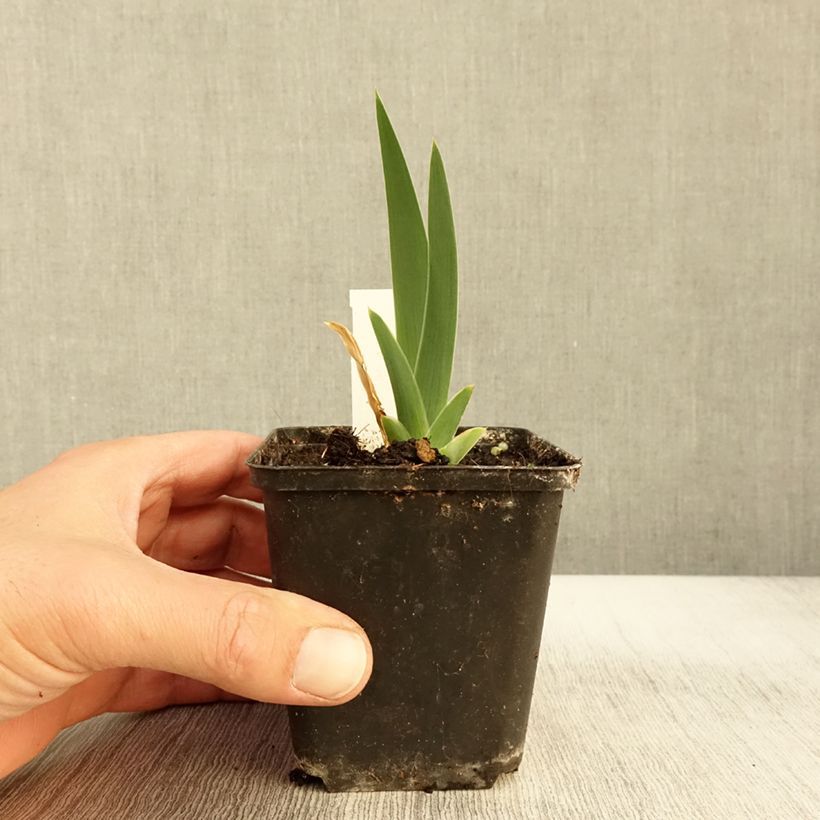 Example of Iris germanica Modern Woman - Iris des Jardins Godet de 8/9 cm as you get in automne