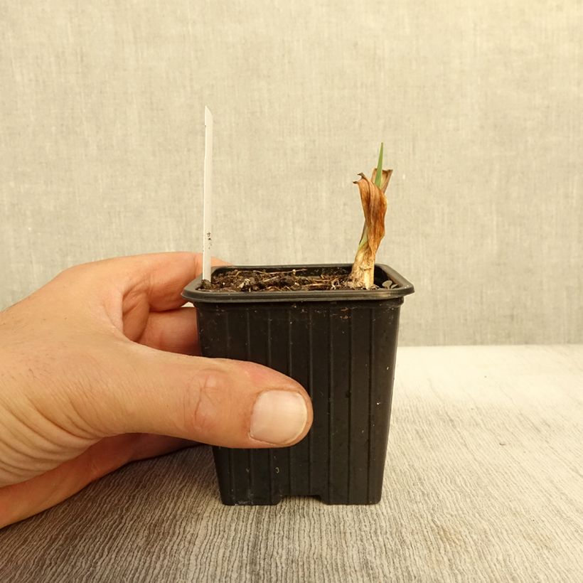 Example of Iris germanica Night Edition Godet de 8/9 cm as you get in automne