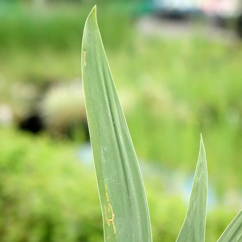 Iris germanica Night Edition (Foliage)