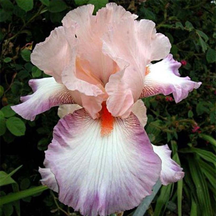 Iris germanica Poésie - Iris des Jardins (Flowering)