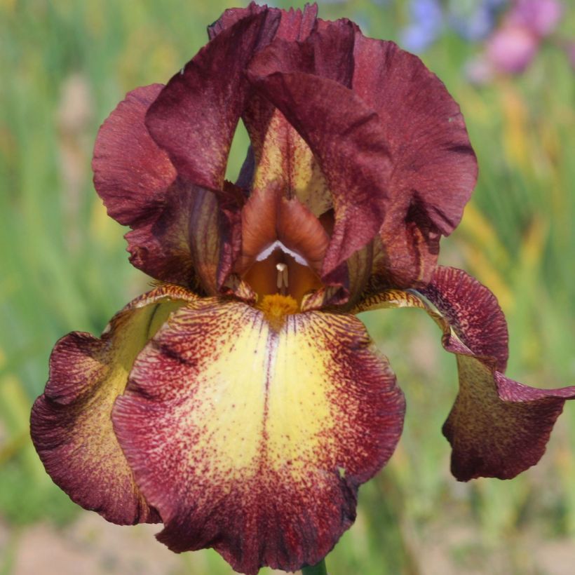 Iris germanica Provençal (Flowering)
