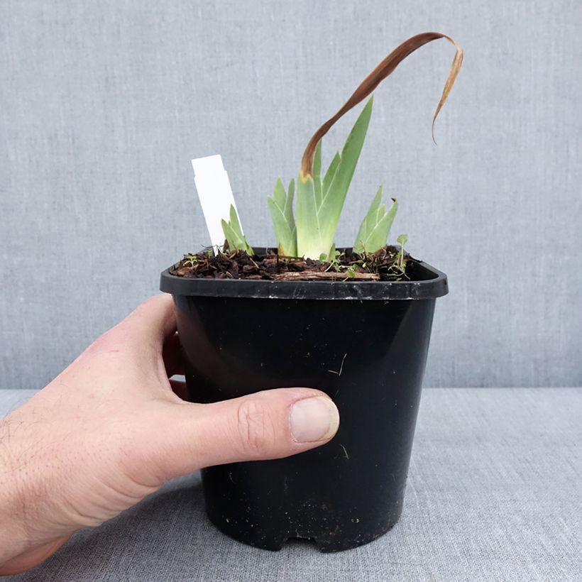 Example of Iris germanica Red Orchid - Iris des Jardins Pot de 1,5L/2L as you get in hiver