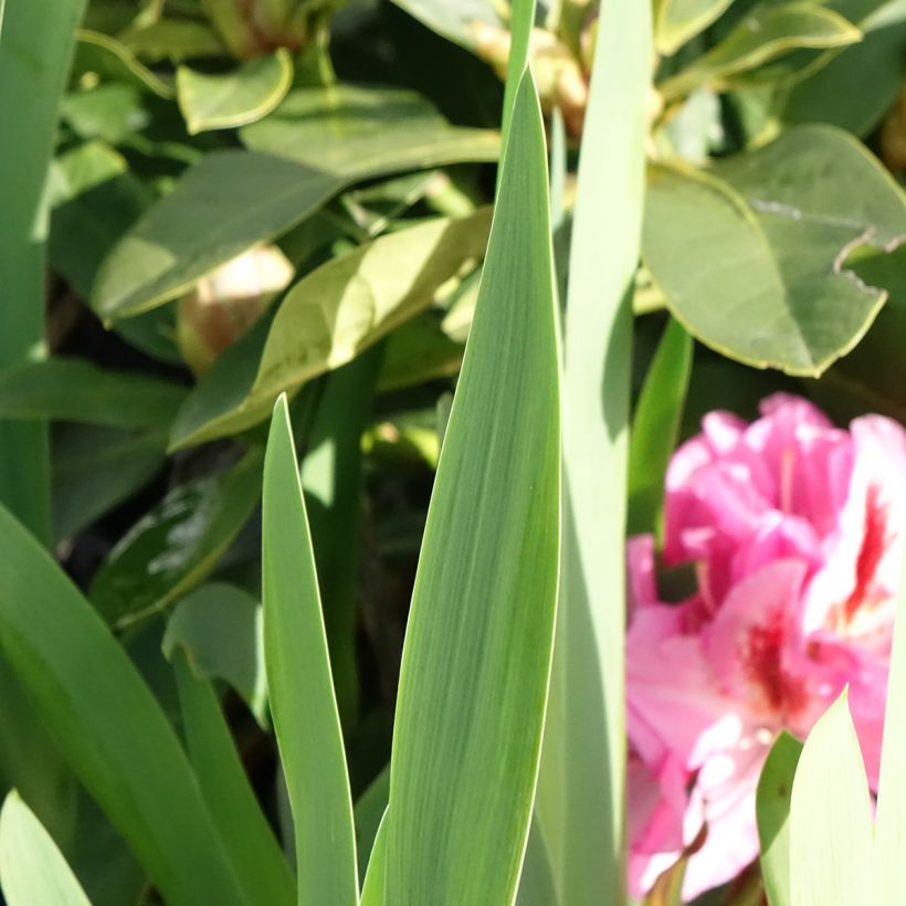 Iris germanica Sharp Dressed Man - Iris des Jardins (Foliage)