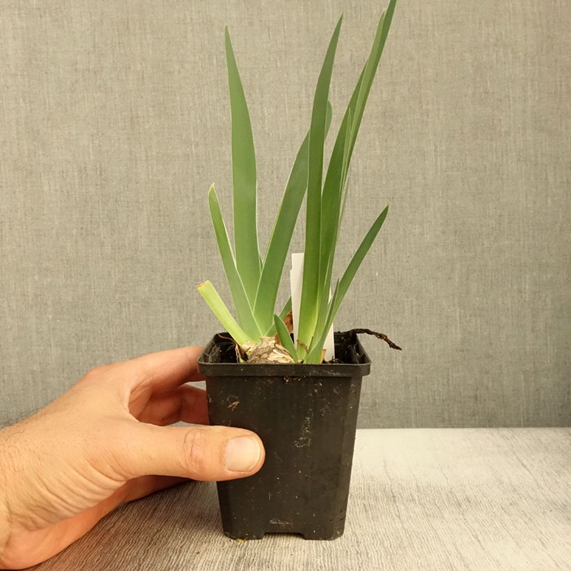 Example of Iris germanica Sharper Image- Iris des Jardins Godet de 8/9 cm as you get in automne