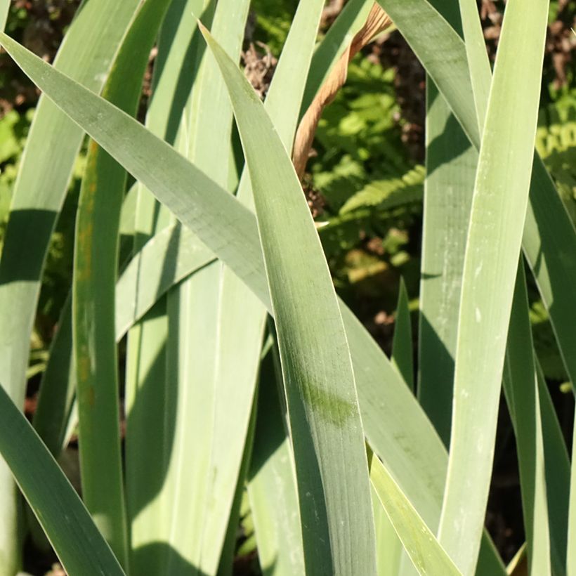 Iris germanica Sunset Sky - Iris des Jardins (Foliage)