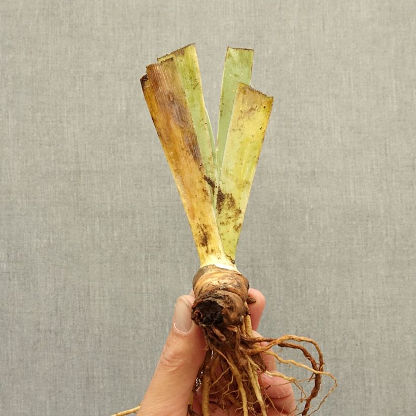 Example of Iris germanica Tingle - Iris des Jardins nain Rhizome as you get in hiver