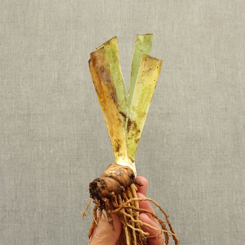 Example of Iris germanica Verdissant - Iris des Jardins intermédiaire Rhizome as you get in hiver