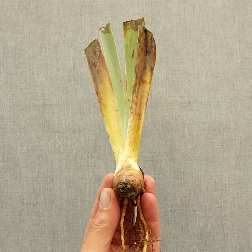 Example of Iris germanica Vitrail - Iris des Jardins intermédiaire Rhizome as you get in hiver