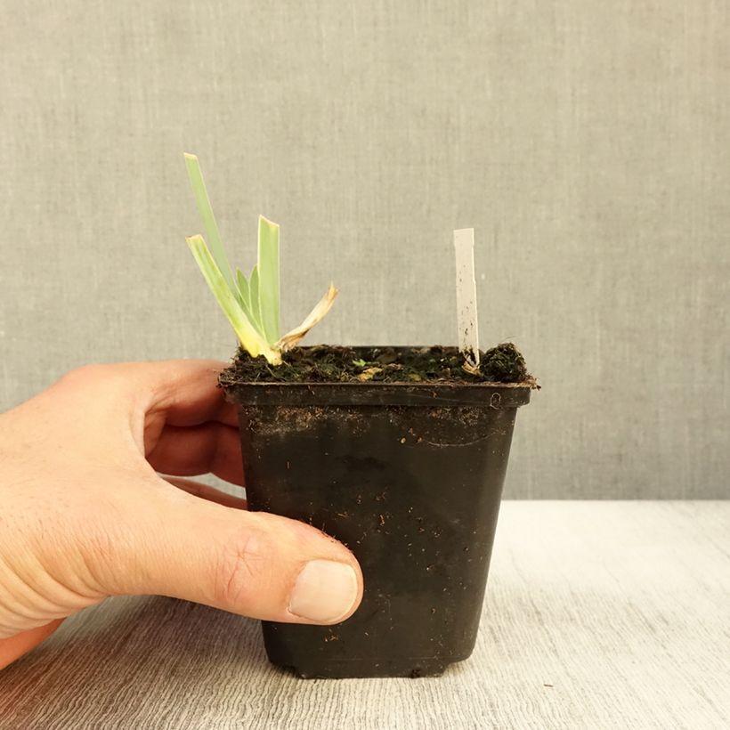 Example of Iris germanica Young Blood - Iris des Jardins Godet de 8/9 cm as you get in automne