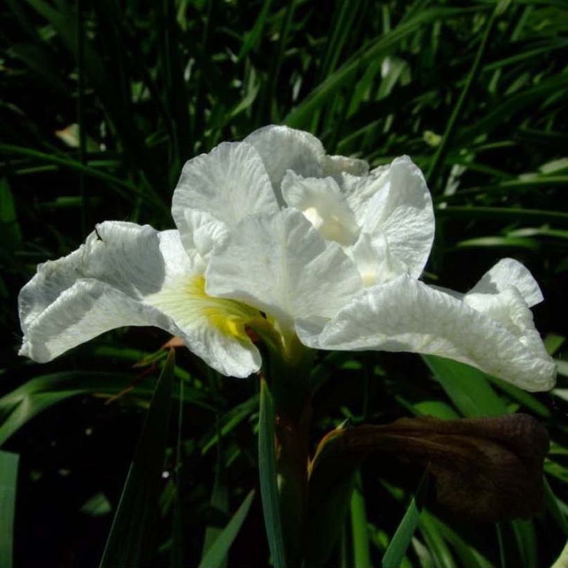 Iris Harpswell Happiness - Iris de Sibérie (Flowering)