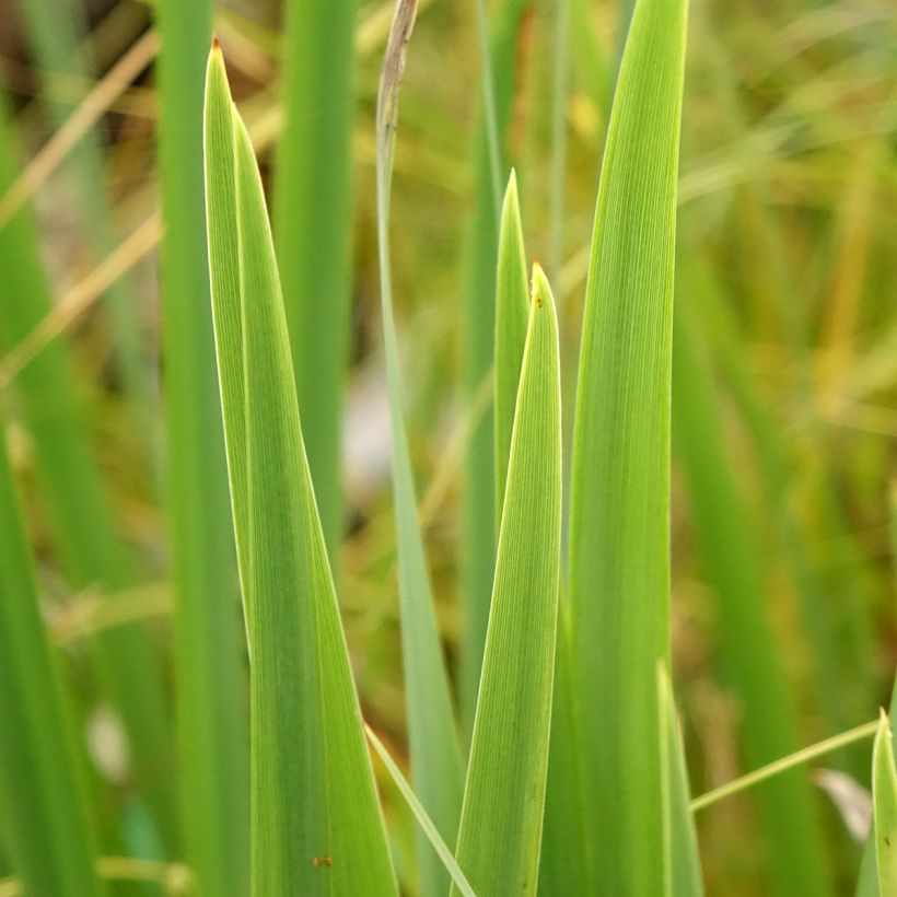 Iris pseudacorus var. bastardii - Iris des marais (Foliage)