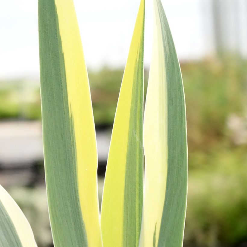 Iris pumila Azurea - Iris nain ou Iris de rocaille (Foliage)