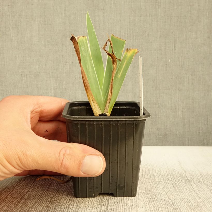 Example of Iris pumila Blue Denim - Iris des Jardins nain Godet de 8/9 cm as you get in automne