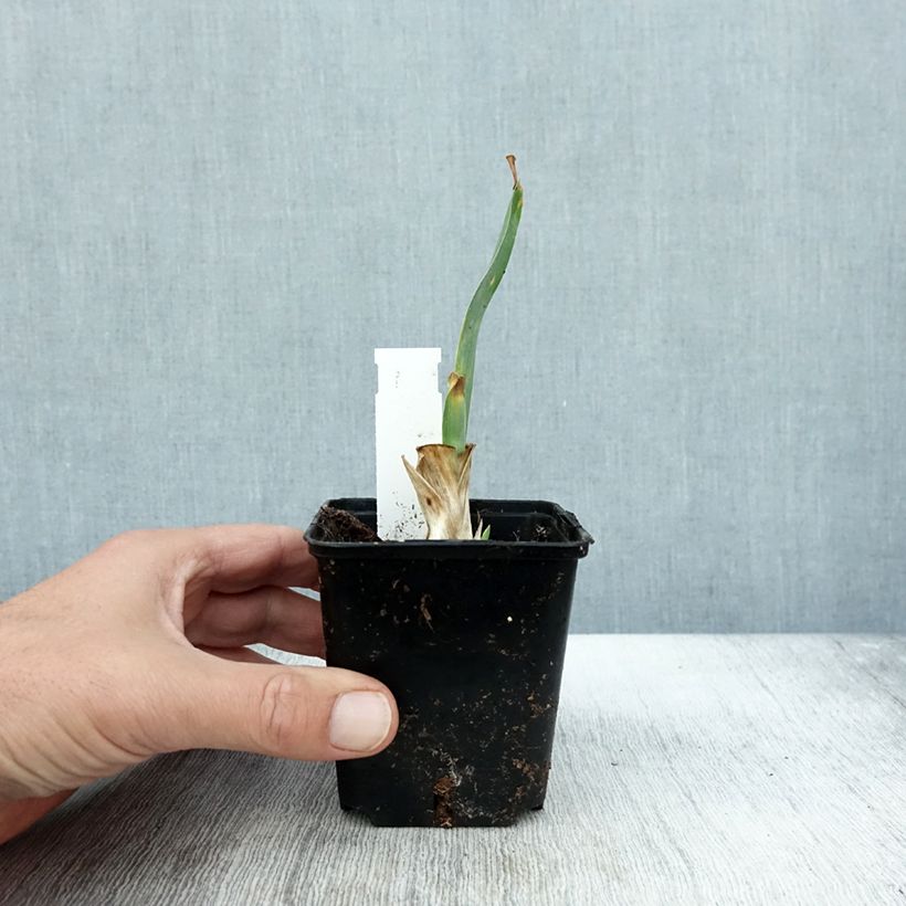 Example of Iris pumila Brannigan - Iris nain ou de rocaille Godet de 8/9 cm as you get in automne