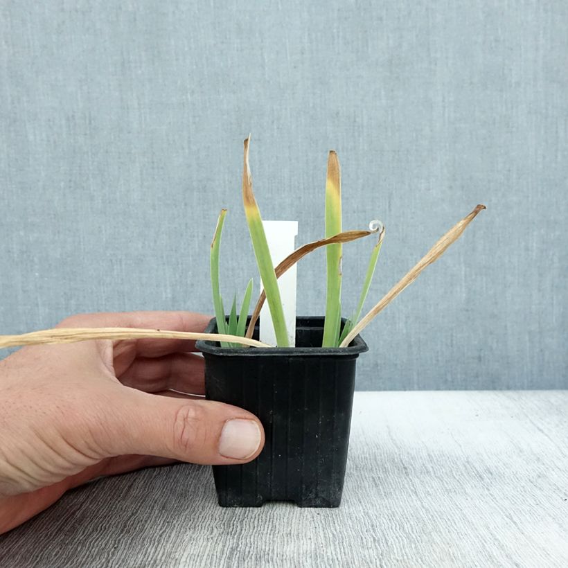 Example of Iris pumila Crispy - Iris des Jardins nain ou miniature Godet de 8/9 cm as you get in automne