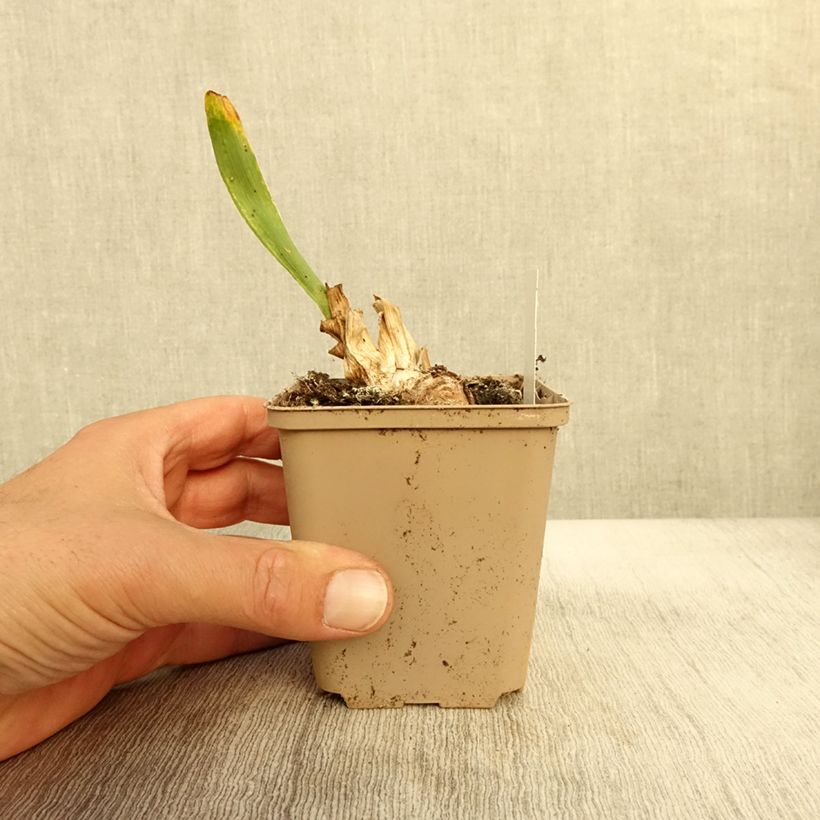 Example of Iris pumila Daring Do - Iris nain ou de rocaille Godet de 8/9 cm as you get in automne