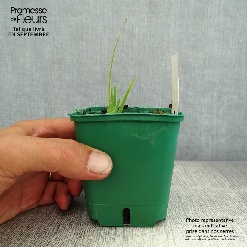 Example of Iris pumila Jaune - Iris nain Godet de 8/9 cm as you get in ete