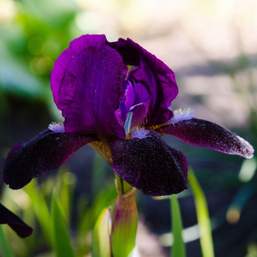 Iris pumila Jewel Baby - Iris nain ou de rocaille (Flowering)