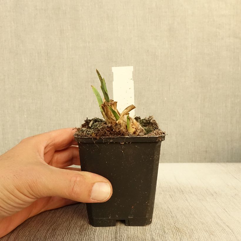 Example of Iris pumila Jewel Baby - Iris nain ou de rocaille Godet de 8/9 cm as you get in automne