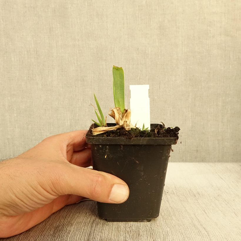 Example of Iris pumila Volts - Iris nain ou de rocaille Godet de 8/9 cm as you get in automne