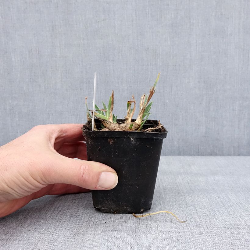 Example of Iris pumila Wee Harry - Iris des Jardins nain Godet de 8/9 cm as you get in hiver
