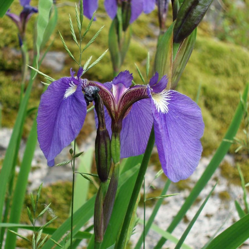 Iris setosa - Iris d'Alaska (Flowering)