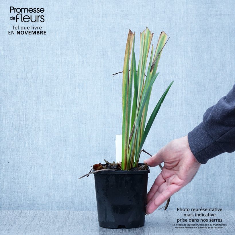 Example of Iris sibirica Bundle of Joy - Iris de Sibérie Pot de 1,5L/2L as you get in automne