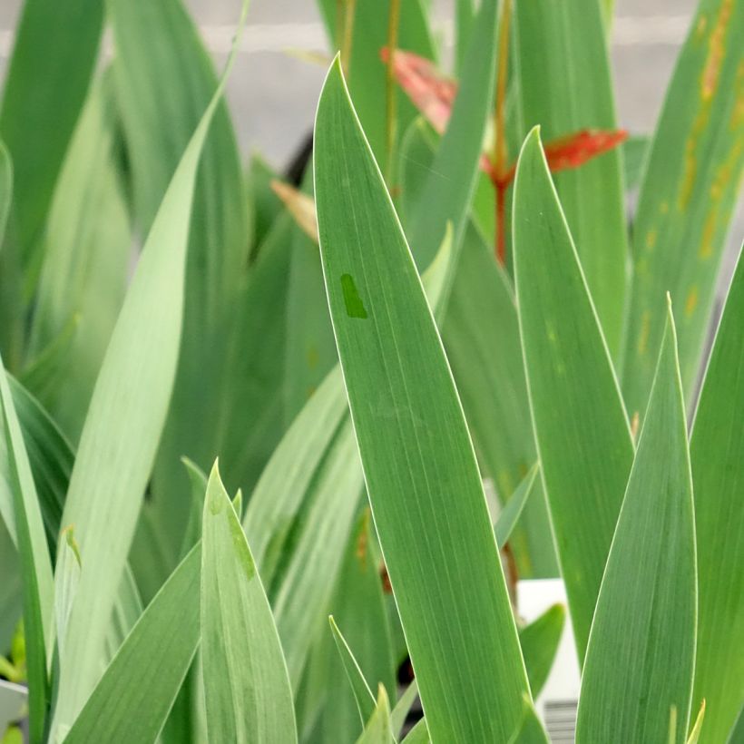 Iris sibirica Dance Ballerina Dance - Iris de Sibérie (Foliage)