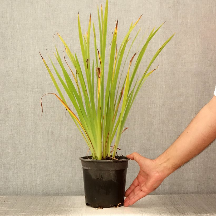 Example of Iris sibirica Purplelicious - Iris de Sibérie Pot de 2L/3L as you get in ete