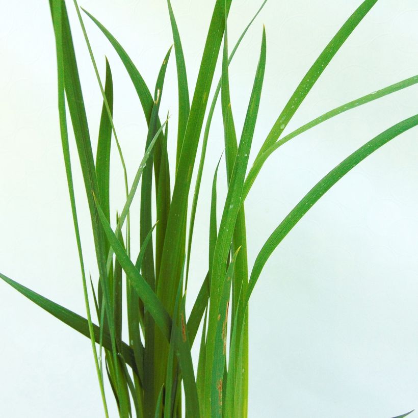 Iris sibirica Snow Queen - Iris de Sibérie (Foliage)