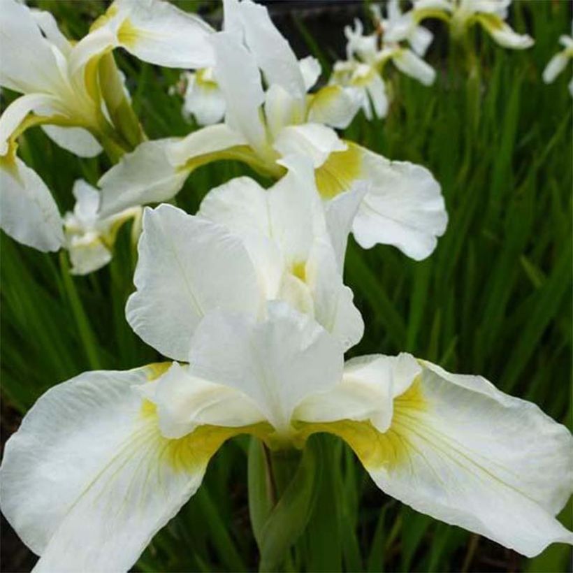 Iris sibirica Snow Queen - Iris de Sibérie (Flowering)