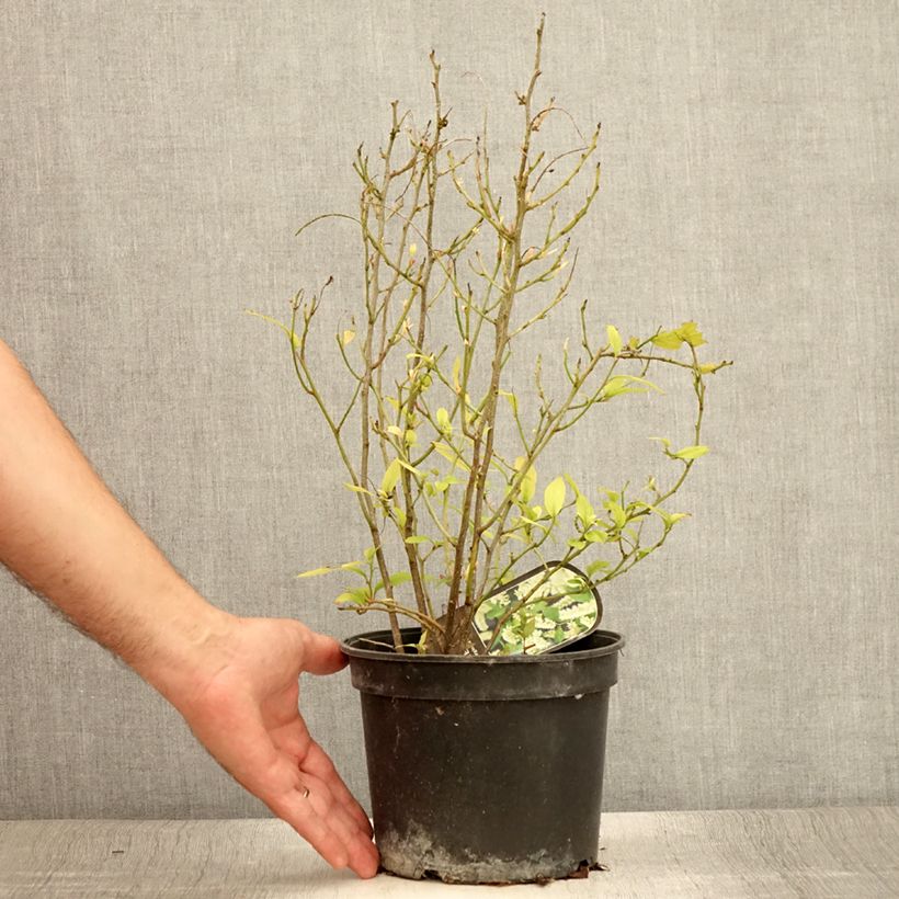 Example of Itea virginica - Itéa de Virginie Pot de 3L/4L as you get in ete
