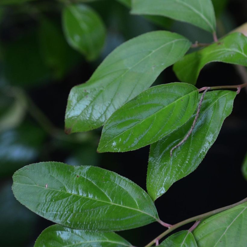 Itea virginica - Itéa de Virginie (Foliage)