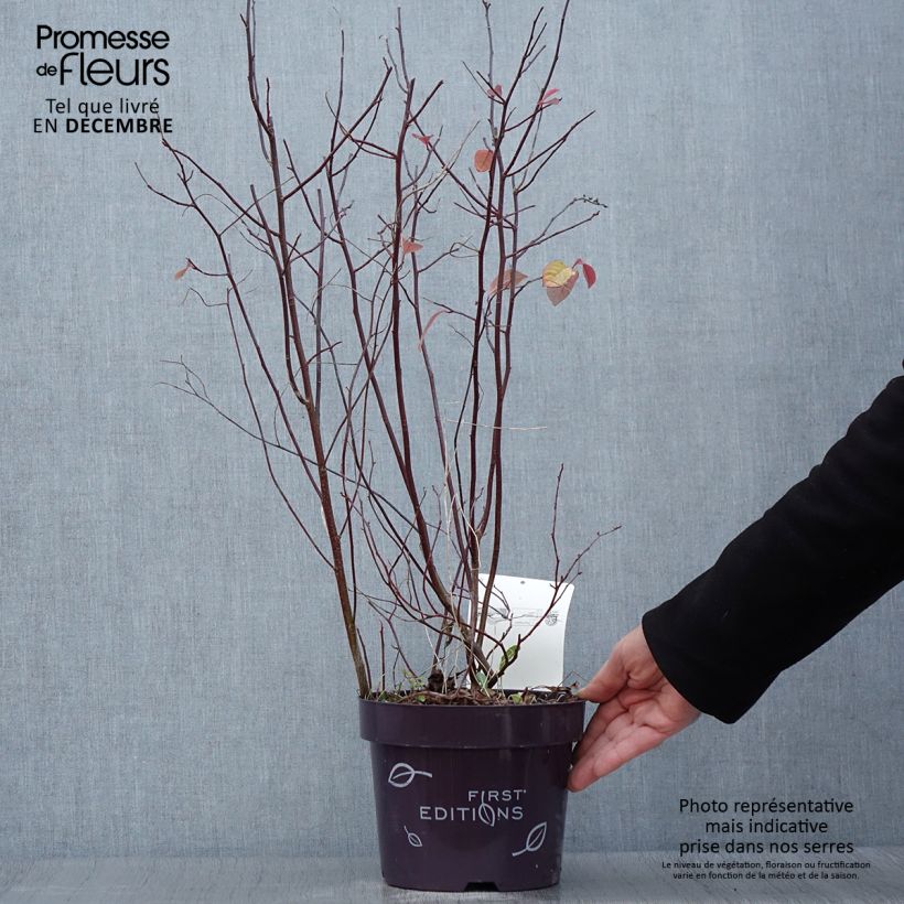Example of Itea virginica Love Child - Itéa de Virginie Pot de 2L/3L as you get in automne