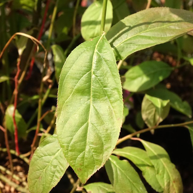 Itea virginica Love Child - Itéa de Virginie (Foliage)