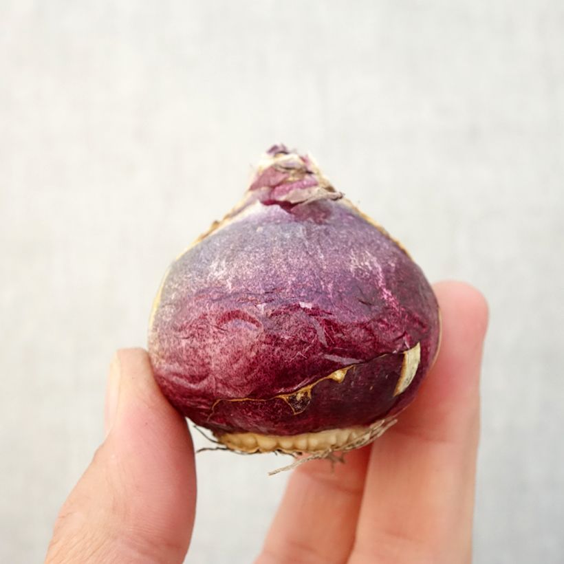 Example of Jacinthe Atlantic Bulbe size 18/19 as you get in automne