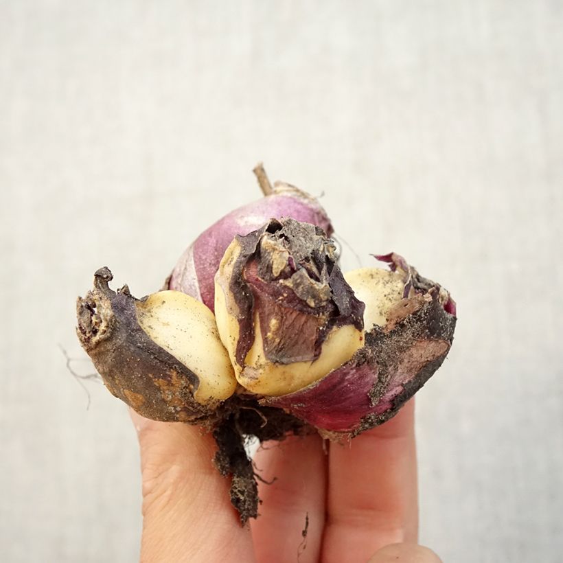 Example of Jacinthe multiflore Blanche Bulbe size I as you get in automne