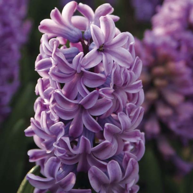 Jacinthe Splendid Cornélia (Flowering)