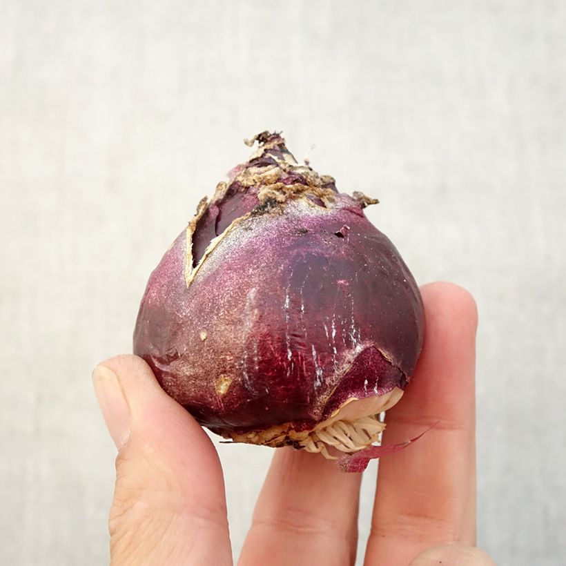 Example of Jacinthes simples en mélange Bulbe size 17+ as you get in automne