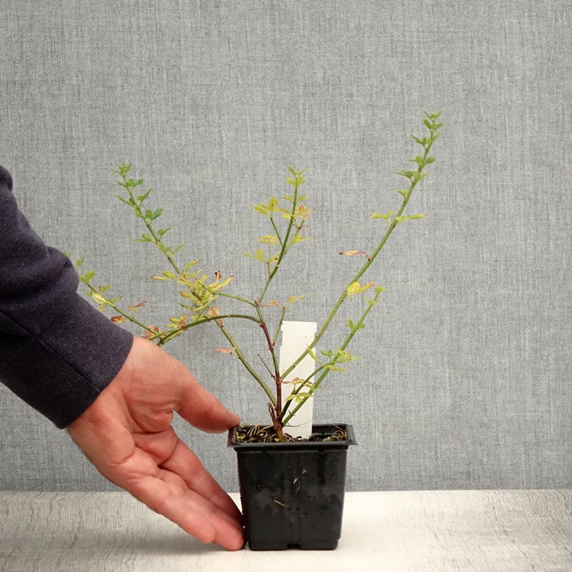 Example of Jasmin d'hiver - Jasminum nudiflorum Godet de 8/9 cm as you get in ete
